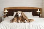 Golden retriever dog under plaid on the bed